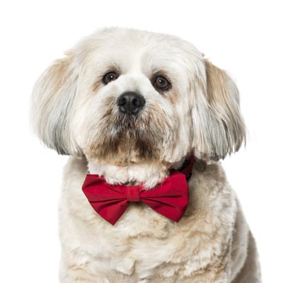 Lhasa Apso