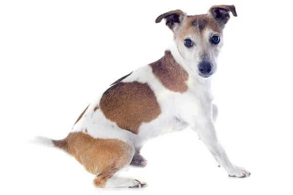 Escovação dos Pelos do Jack Russell Terrier