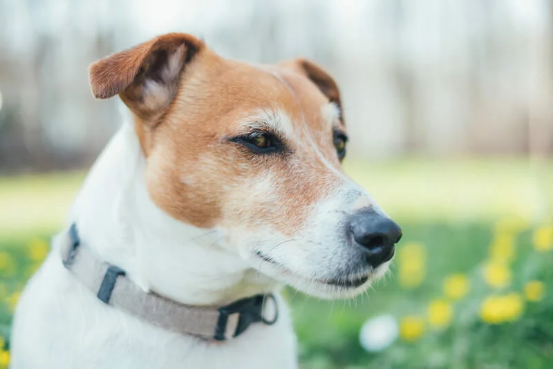 Jack Russell Terrier veterinário guia raças