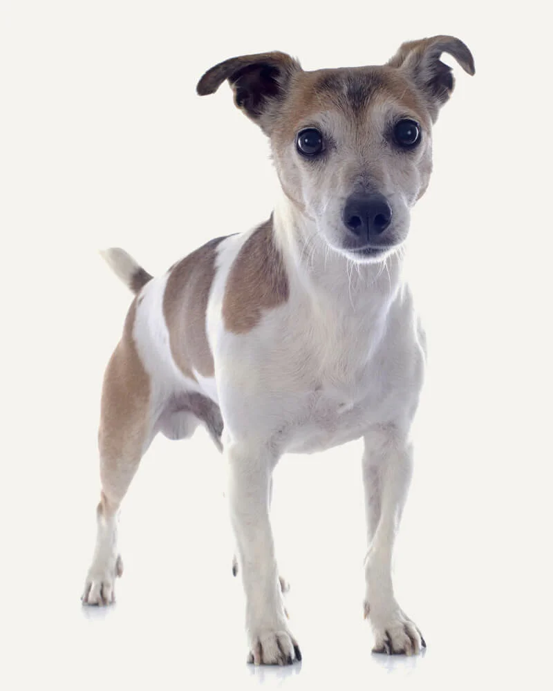 Jack Russell Terrier guia raças
