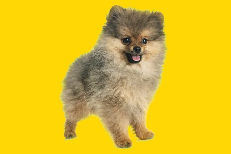 Cachorro Lulu da Pomerânia: o guia completo