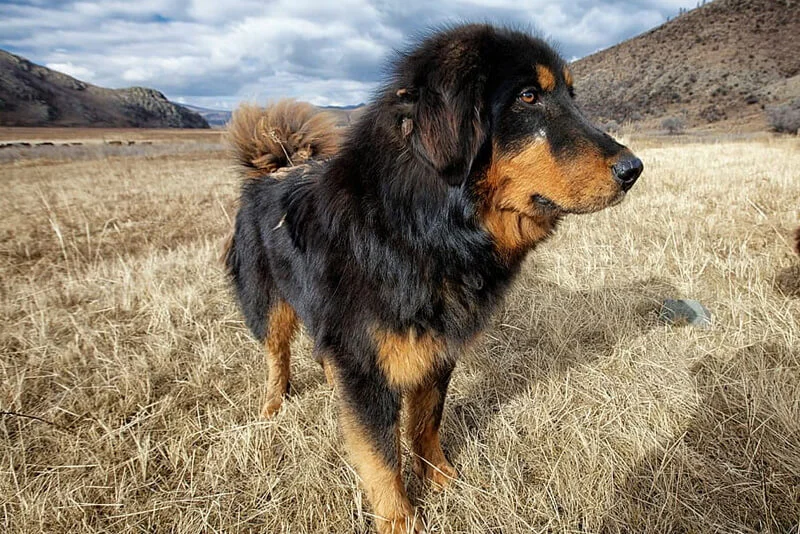 Featured image of post Mastim Timbetano Conhe a o mastim tibetano a ra a de cachorro que virou um s mbolo de status entre os ricos da china e pode ser o c o mais caro do mundo