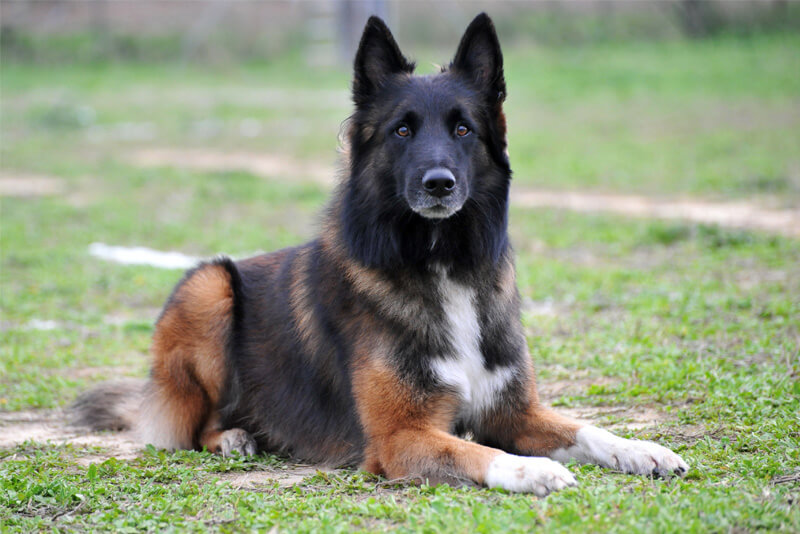 Conheça o Pastor Belga de Malinois