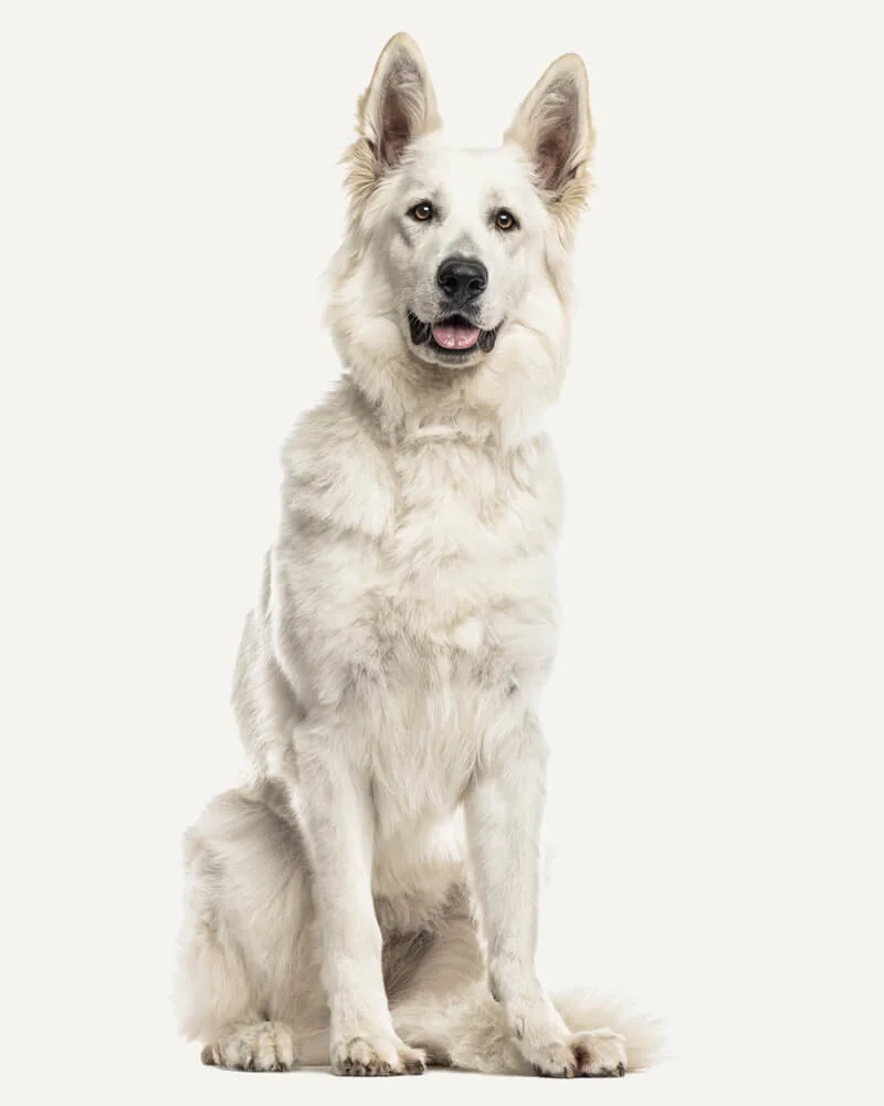 Pastor Suíço: Um cãozinho inteligente e companheiro fiel