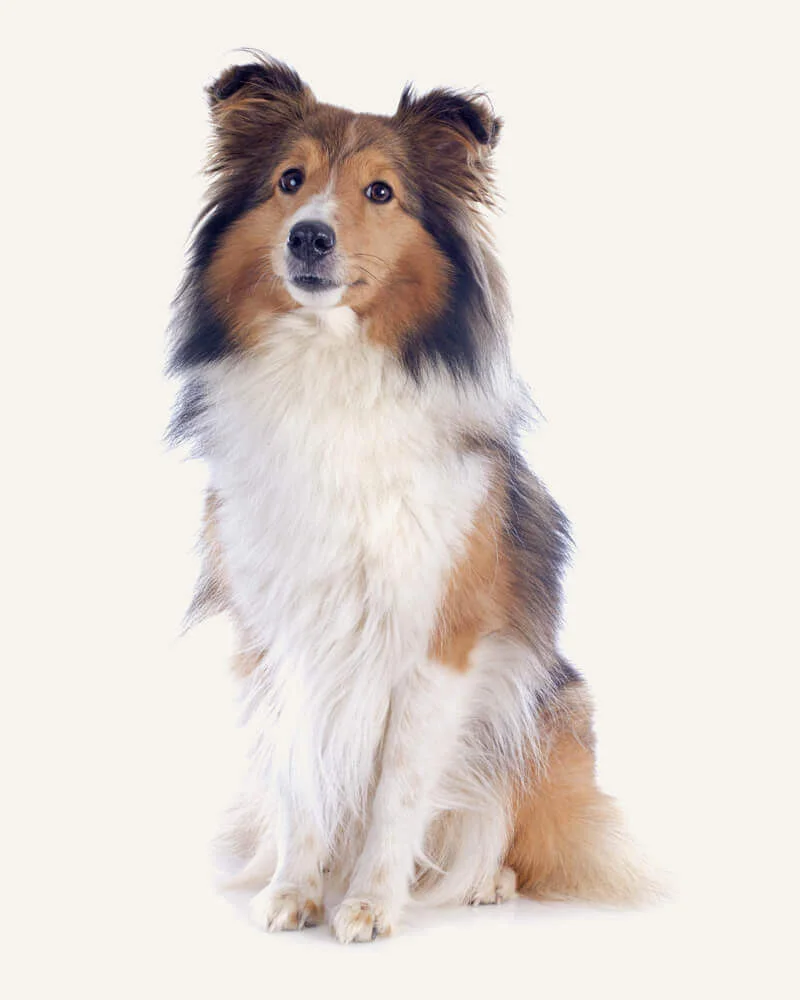 Raça de cão pastor inglês é a menor do mundo