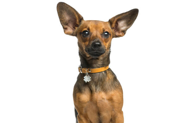 Cachorro Pinscher Saiba Tudo Sobre A Raca Aqui Cachorro Pinscher Saiba Tudo Sobre A Raca Aqui