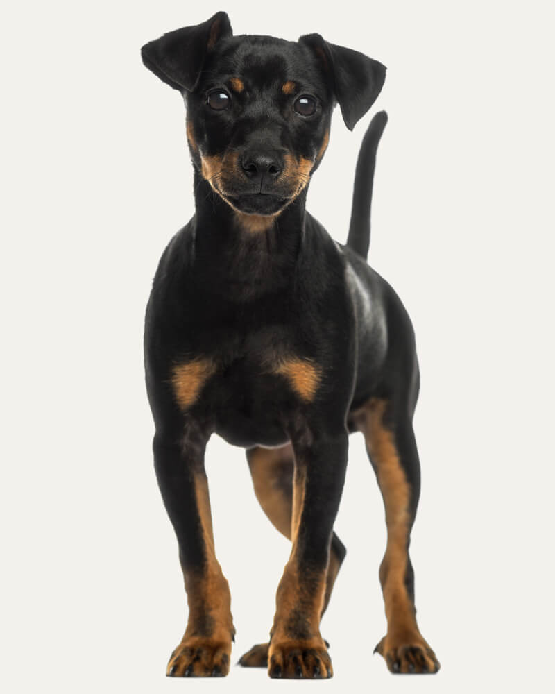 Cachorro Pinscher Saiba Tudo Sobre A Raca Aqui Cachorro Pinscher Saiba Tudo Sobre A Raca Aqui