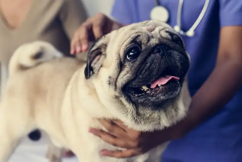 Pug veterinário guia raças