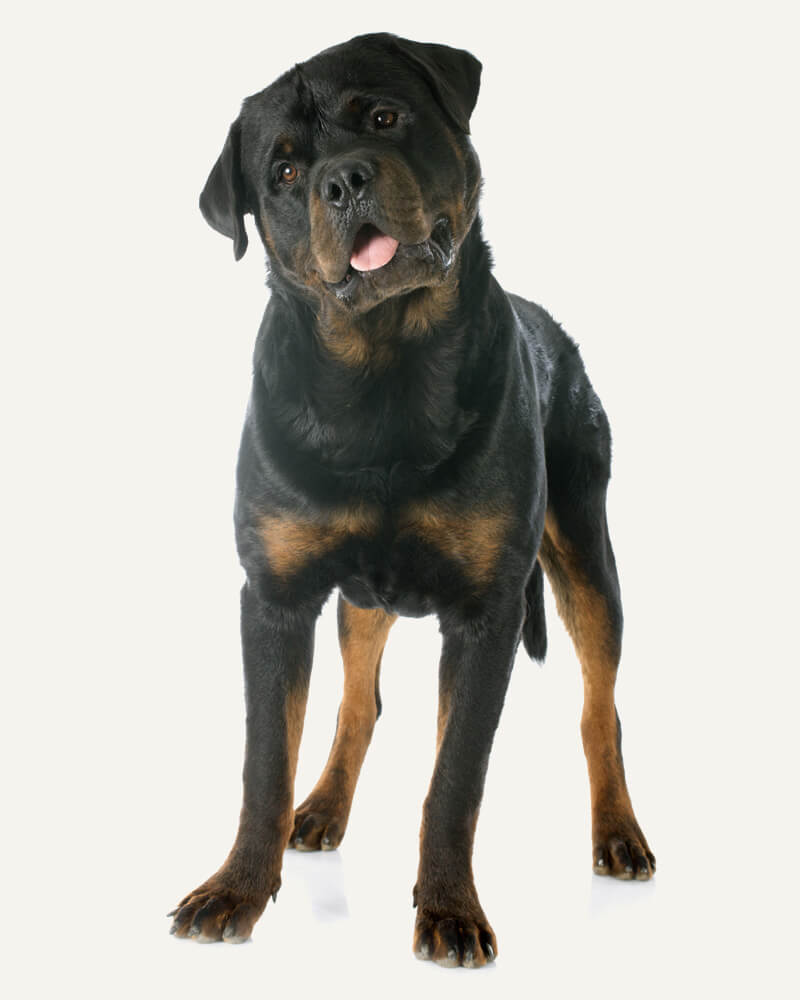 Rottweiler guia raças