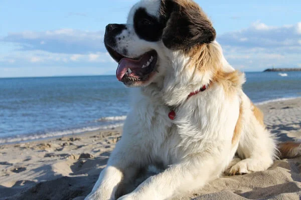 São Bernardo: Um cachorro brincalhão e encantador