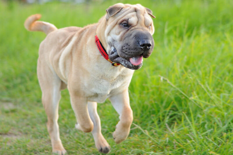 Raças de cachorro: guia completo das raças