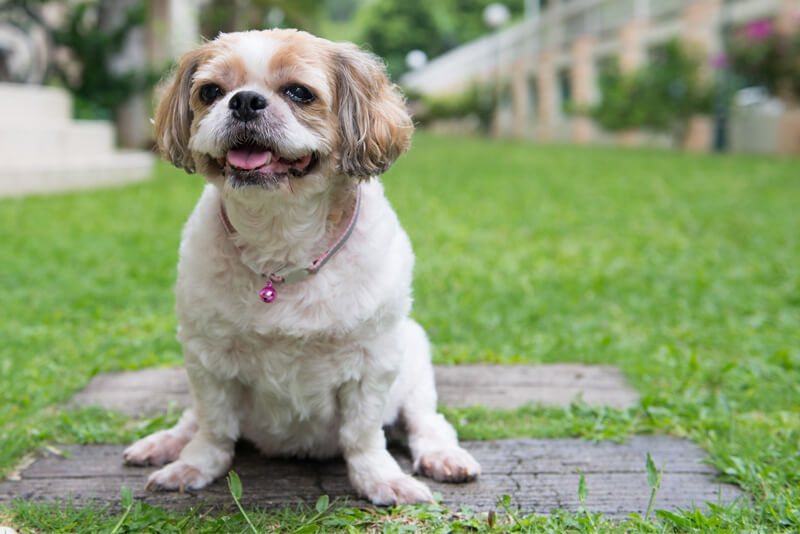 Cachorro Shih Tzu: Saiba tudo sobre esse peludinho