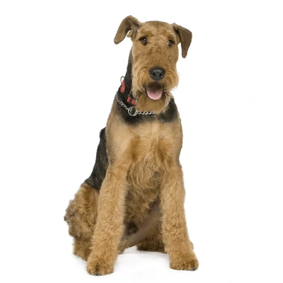 Airedale Terrier
