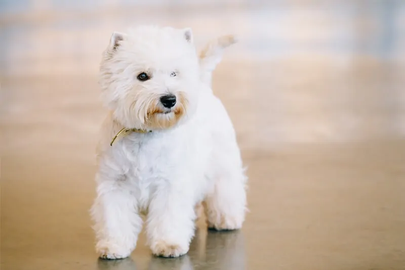 West Highland White Terrier  veterinário guia raças