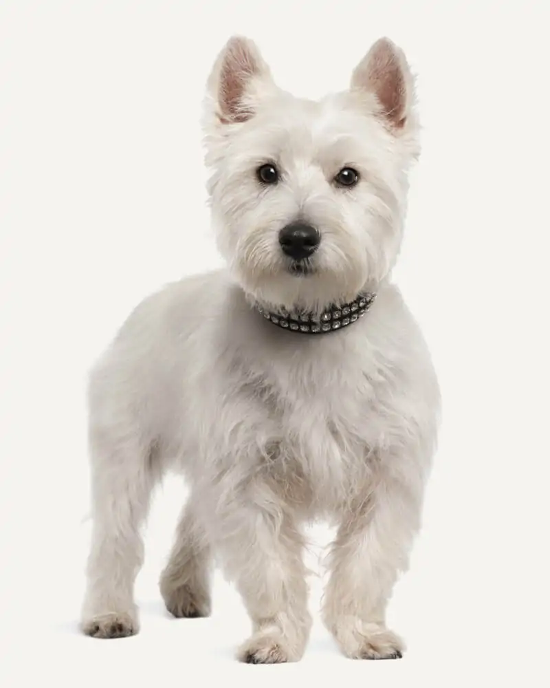 West Highland White Terrier guia raças