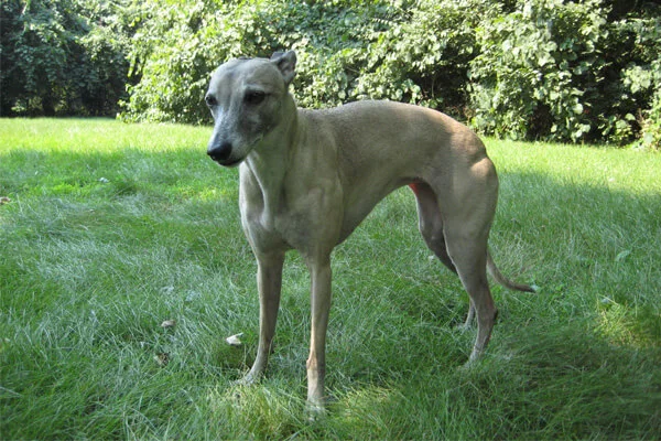 Cuidados Whippet