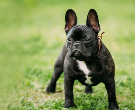 buldogue-francces-capa