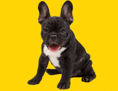 bulldog-frances-escovacao-pelos