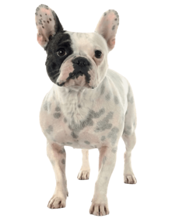 bulldog-frances-guia-racas