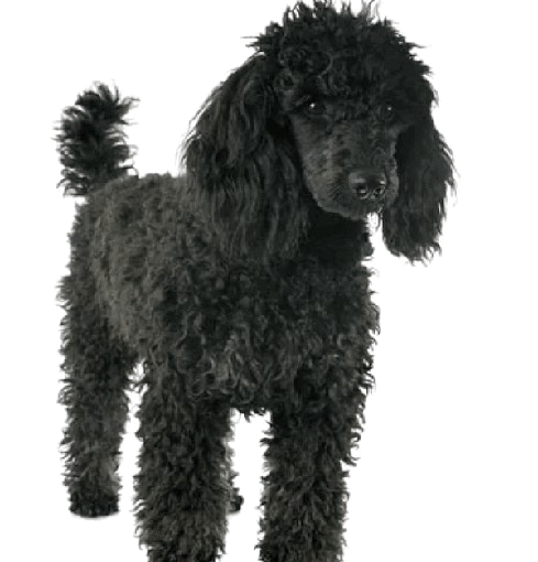 poodle-removebg-preview