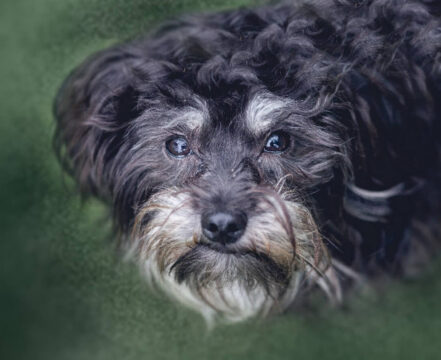 affenpinscher-brincando