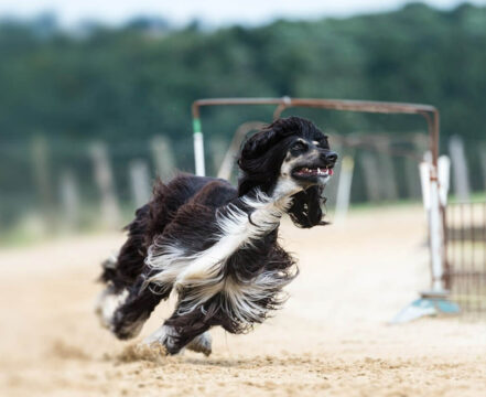 afghan-hound-brincando