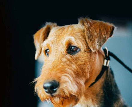 airedale-terrier-brincando