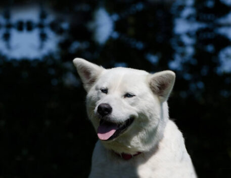 akita-inu-brincando-1