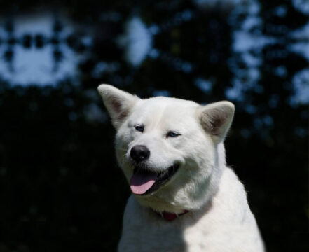 akita-inu-brincando