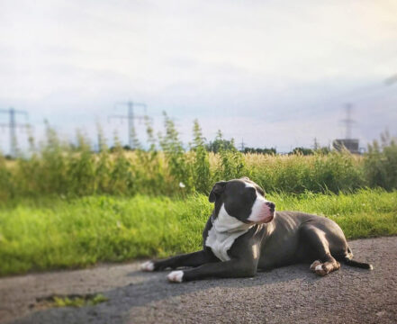 american-bully-brincando