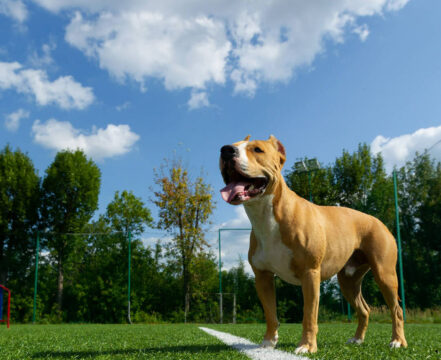 american-staffordshire-terrier-brincando