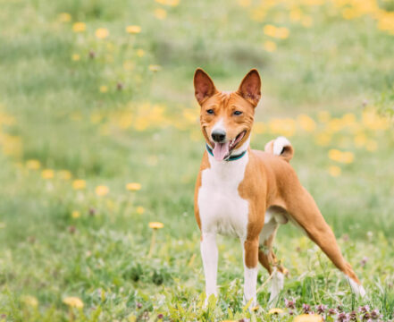 basenji-brincando