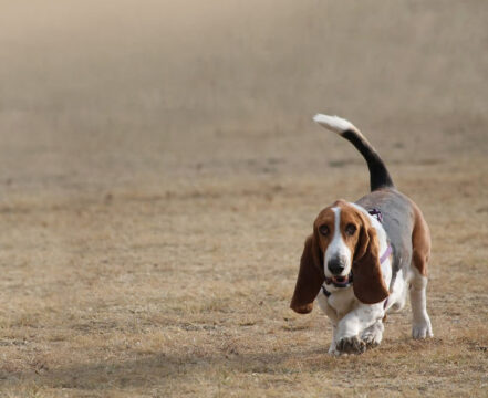 basset-artesiano-normando-brincando