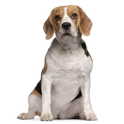 beagle