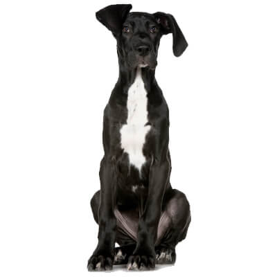 dogue-alemao
