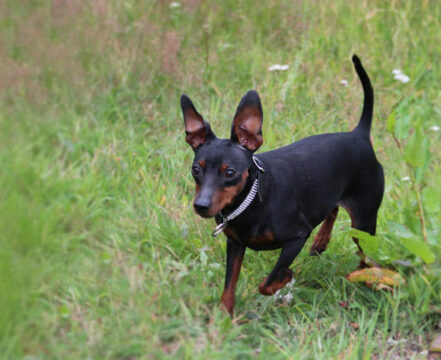 pinscher-brincando-1