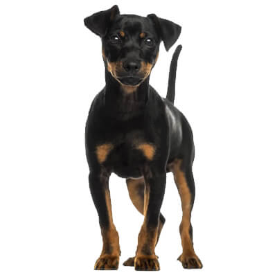 pinscher
