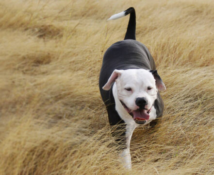 pitbull-brincando