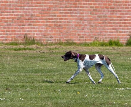 pointer-ingles-banner