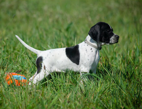 pointer-ingles-filhote