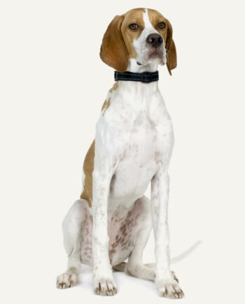 pointer-ingles-guia-racas