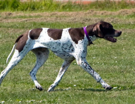 pointer-ingles-saudavel