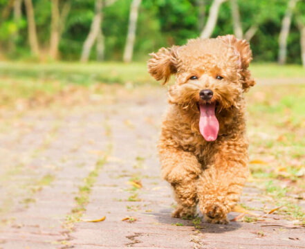 poodle-brincando