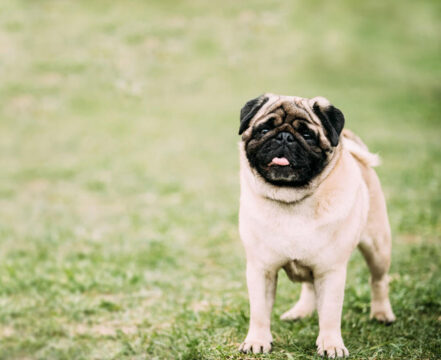 pug-novinho