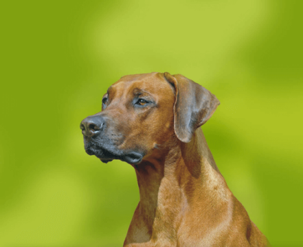 rhodesian-ridgeback