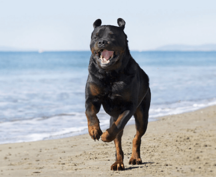 rottweiler-featured-image