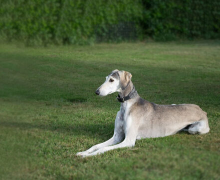 saluki-brincando