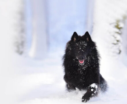 schipperke-brincando