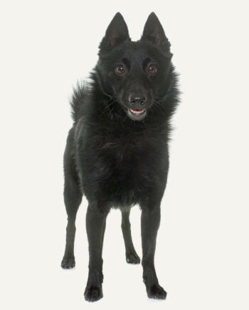 schipperke-guia-racas