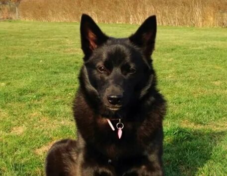 schipperke-saudavel